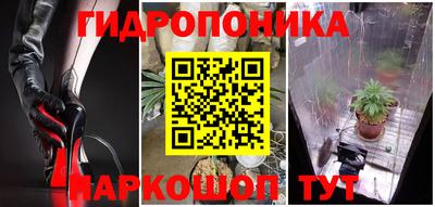 гашик Кингисепп
