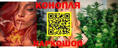 гашик Кингисепп