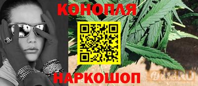 гашик Кингисепп