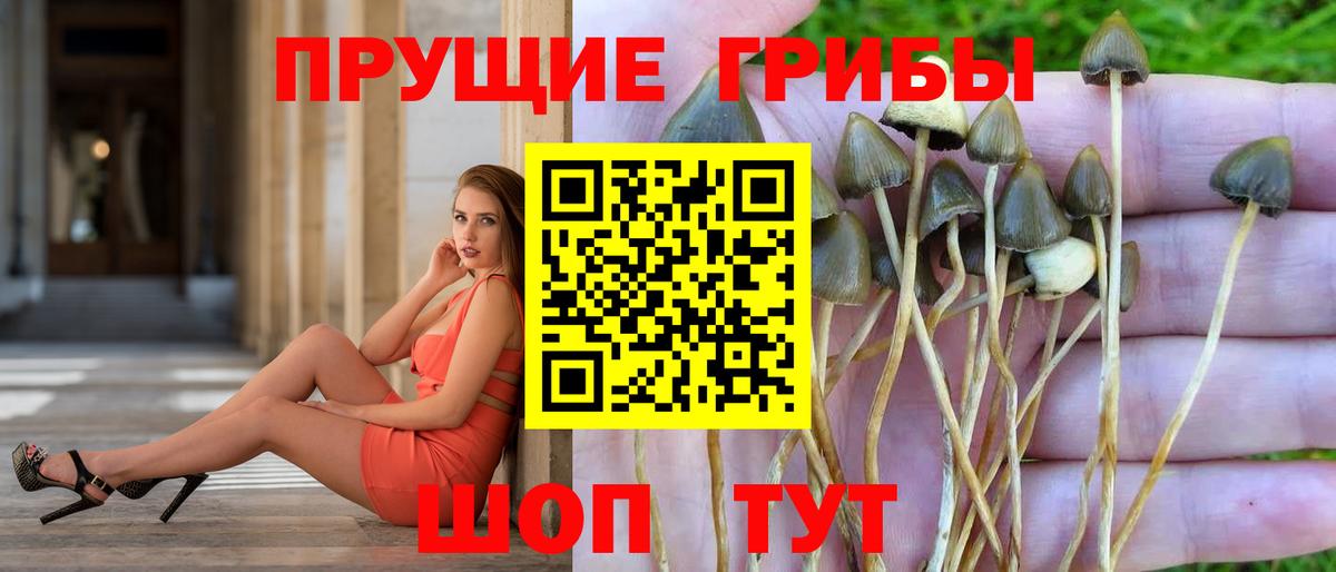 Галлюциногенные грибы Psilocybe Нововоронеж
